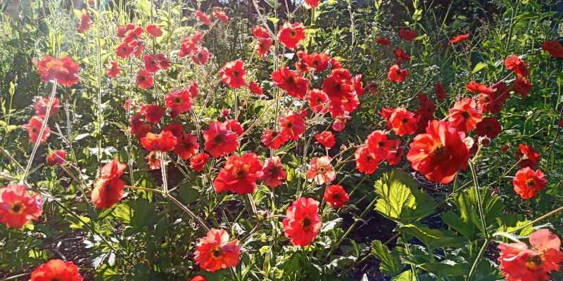 Geum 'Scarlet Tempest' Гравилат